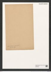 Pseudauliscus peruvianus (Grev.) Rattr. (de-Toni-Nr.: Genus 172, Species 4413) Zeichnungen Sammlung Grunow (NHMW-BOT-W0377265)